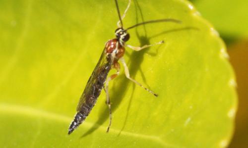 Réf. 252 987 : Tromatobia lineatoria